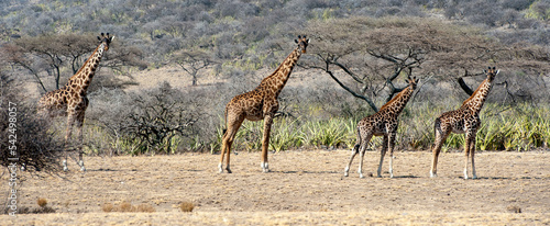 Canvas Print Giraffes in the Maasi Mara