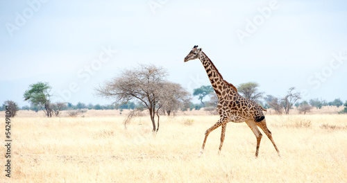 Giraffes in the Maasi Mara