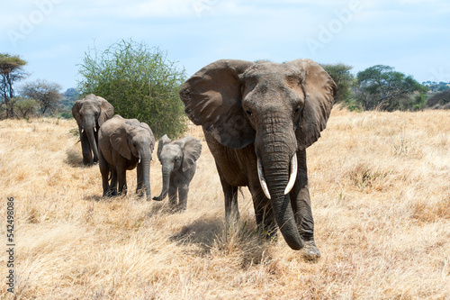 Bull Elephant and family in the Tanzanian Savannah