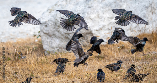 Bilde på lerret Starlings taking flight