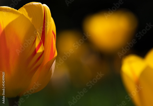 yellow tulip flower photo