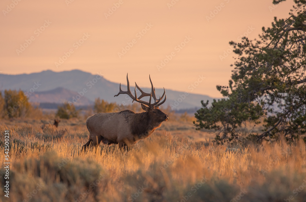 Bull Elk at Sunrise During the Fall Rut in Wyoming - obrazy, fototapety, plakaty 