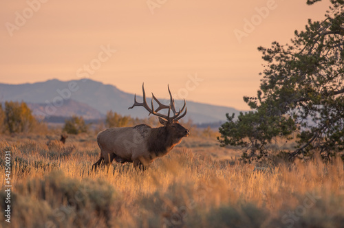 Obraz na płótnie Bull Elk at Sunrise During the Fall Rut in Wyoming