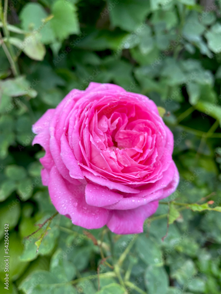 Closeup of french rose flower with water drops and selective focus on foreground Closeup of french rose flower with water drops and selective focus on foreground
