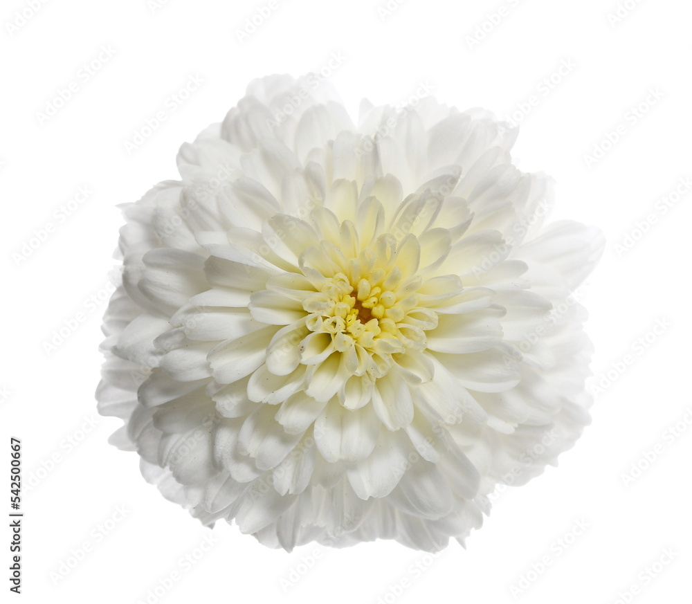 White Chrysanthemum flower isolated on white