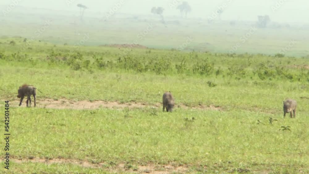 Family of warthogs on a grassland. Three piglets running very fast Family of warthogs on a grassland. Three piglets running very fast