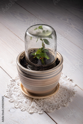 a rose stalk in a ceramic pot under a glass jar