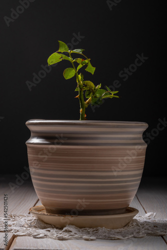a rose stalk in a ceramic pot on a dark background