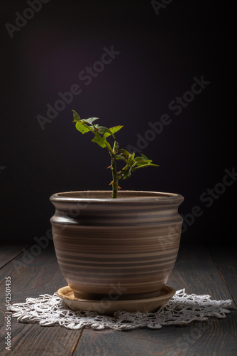 a rose stalk in a ceramic pot on a dark background