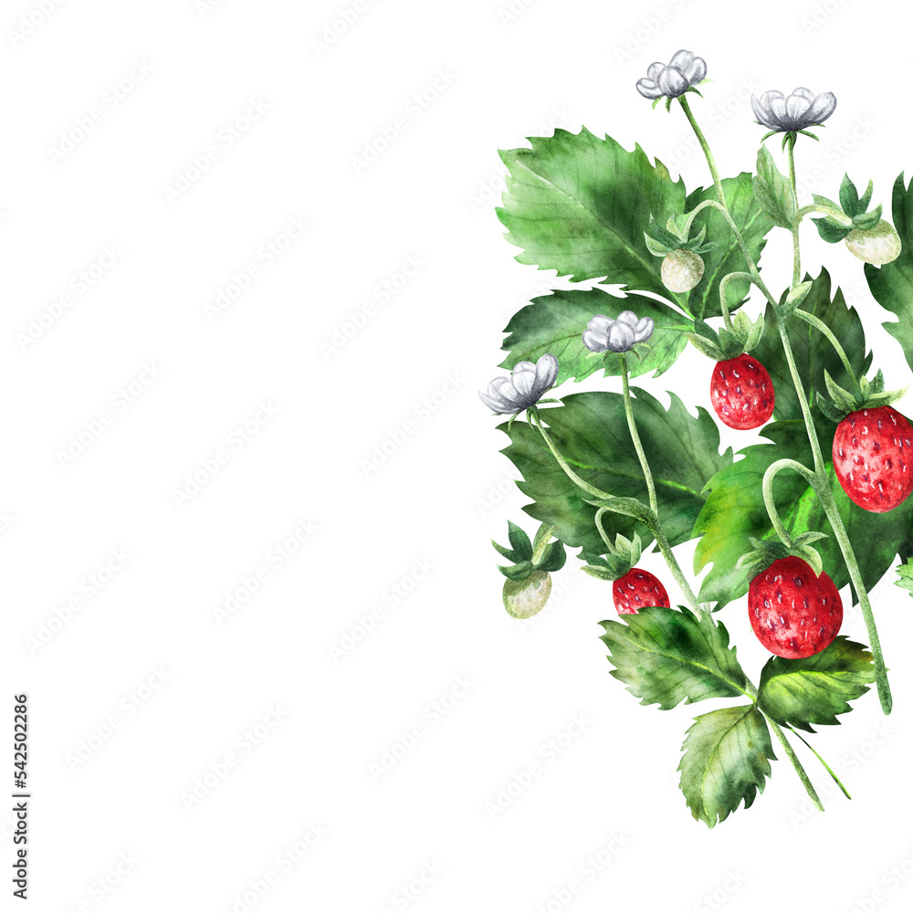 Composition of strawberries with flowers and ripe berries. Composition of strawberries with flowers and ripe berries.