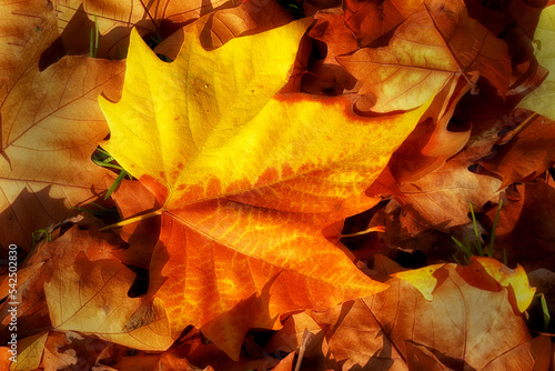 Goldenes Ahornblatt liegt am Boden im Herbst