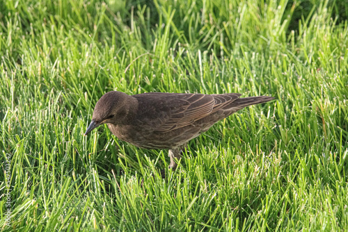 A Female Blackbird