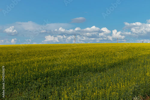 rapeseed field and a cloudy sky