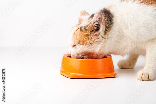 The cat eats wet food from a bowl. White background.Copy space.