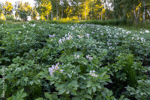 flowering potato bushes in the field