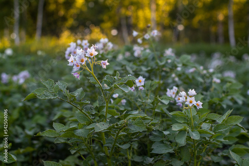 flowering potato bushes in the field