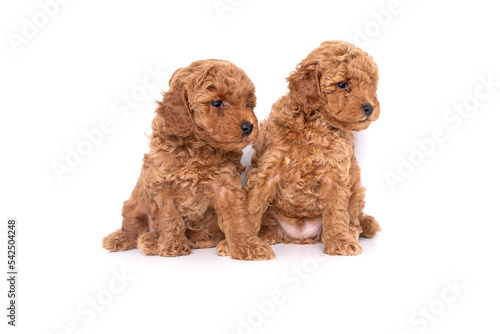 Red  two Toy Poodle puppy on a white background © nellas