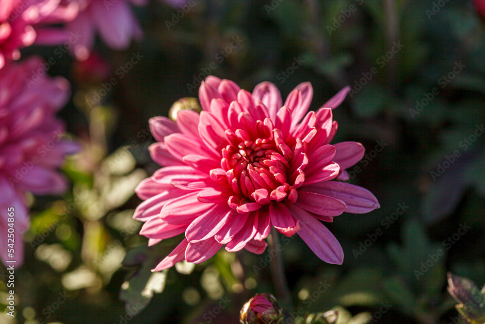 Fototapeta premium beautiful chrysanthemum flower bushes pink colors