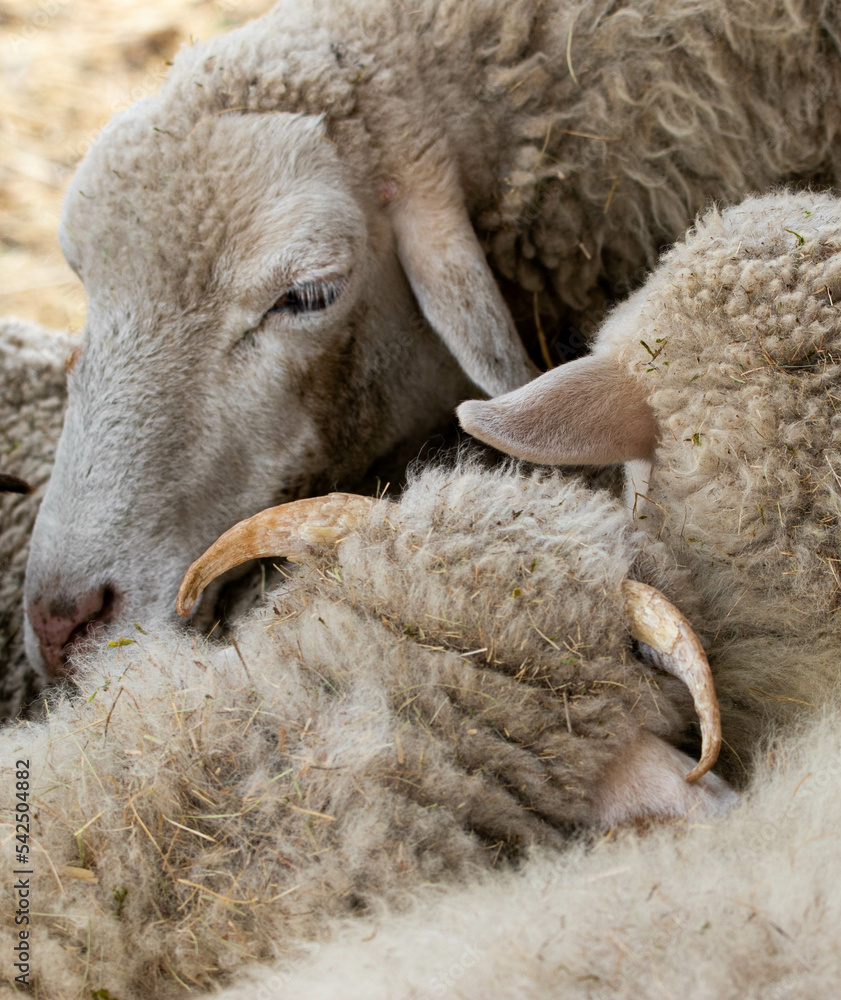Naklejka premium close up of a sheep and lambs