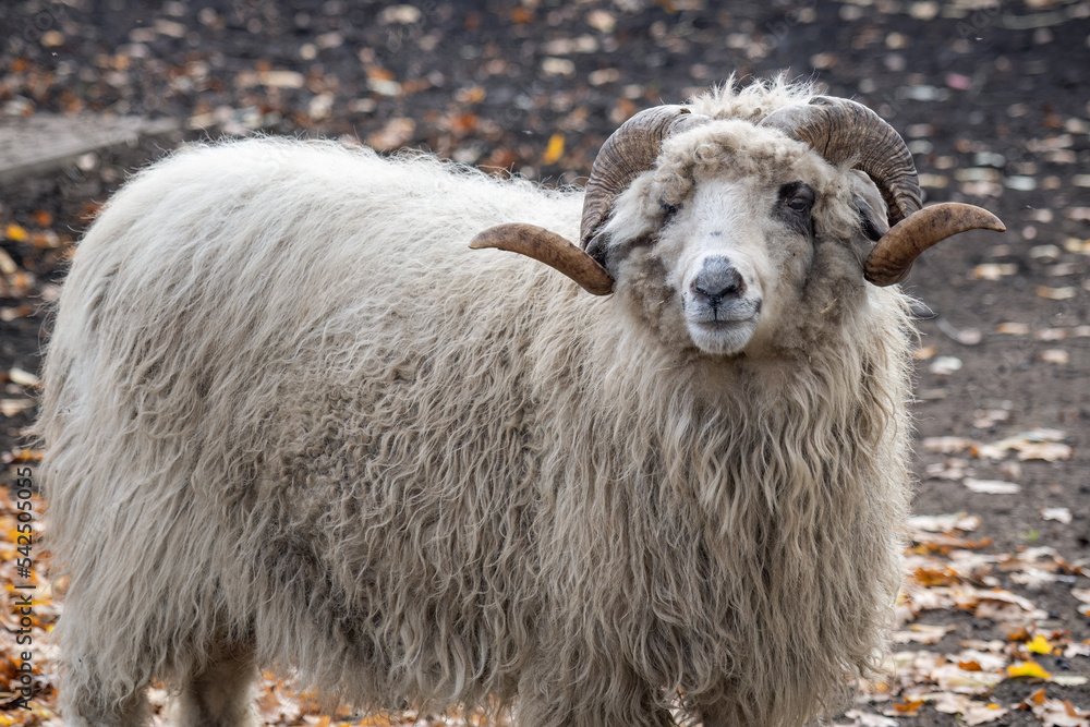 A ram with spinning horns outside in a paddock.