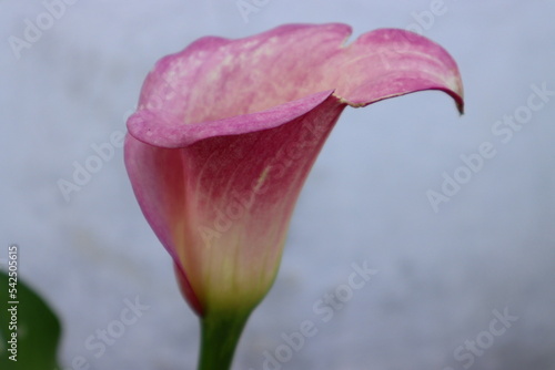 pink tulip closeup #542505615