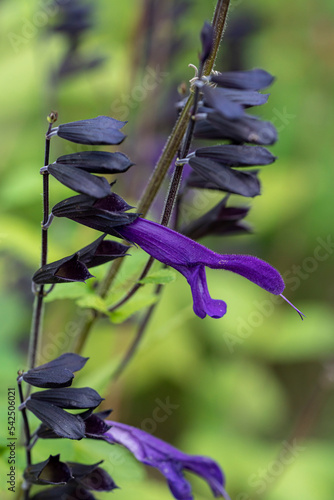 salvia coerulea photo