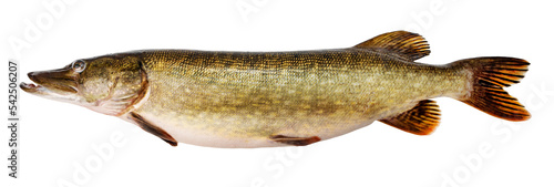 pike fish isolated on white background