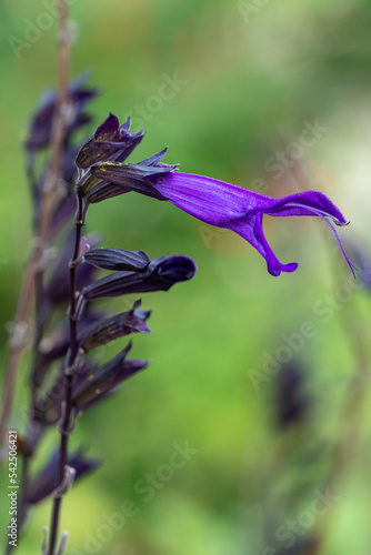 salvia coerulea photo