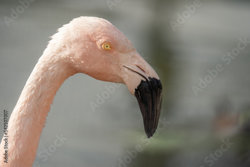 Chilean Flamingo in a sunny day