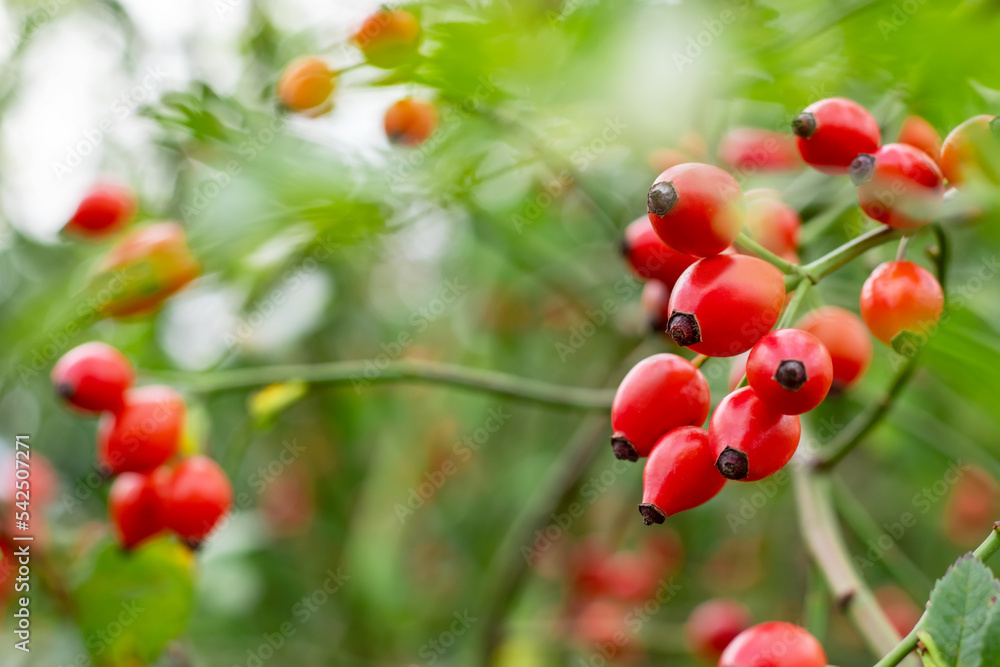 Branches of ripe rose hips in the garden.