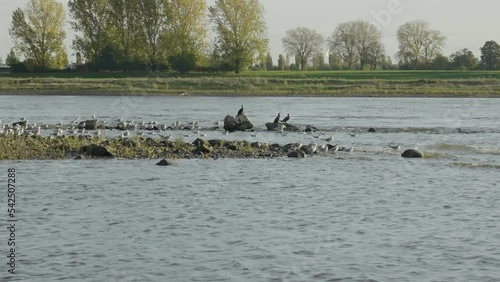 A group of gulls and waterfowl sit on a small island in the river to rest and dry their feathers