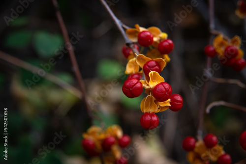  Oriental bittersweet nice branch of tree with autumn leaves and berries, close up macro and nature