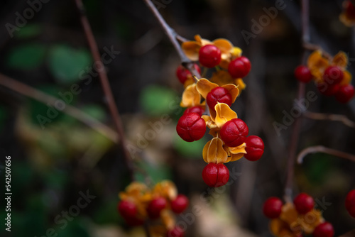  Oriental bittersweet nice branch of tree with autumn leaves and berries, close up macro and nature photo