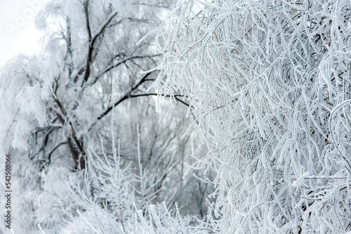  Beautiful trees covered with frost in winter park © Maksym