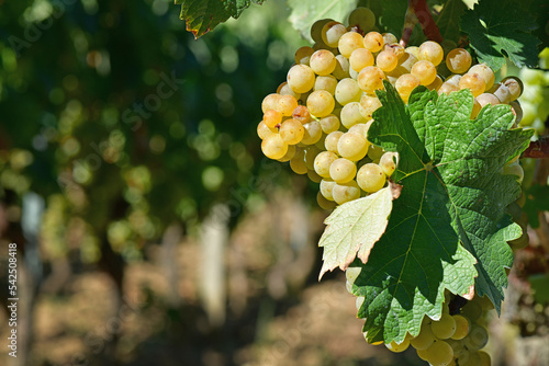 Galician white grape on the vine photo