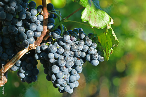 red grapes in Galicia, harvest time