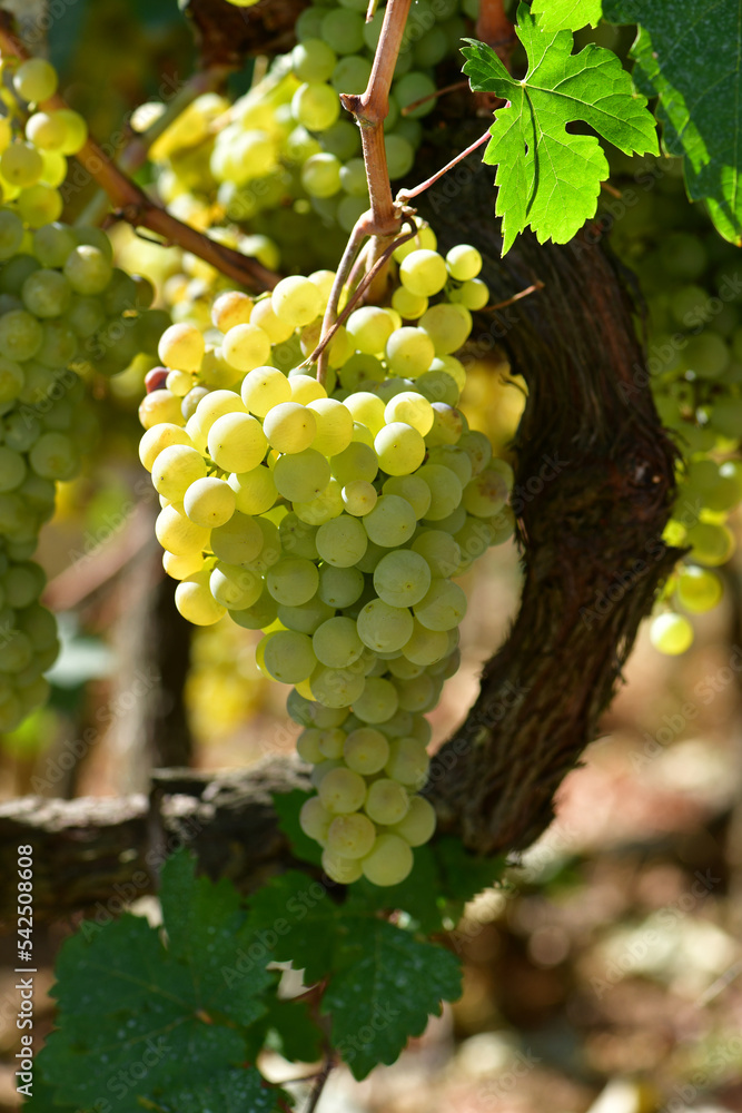 Galician white grape on the vine Galician white grape on the vine