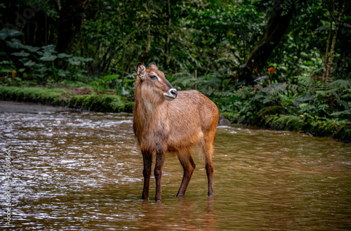 Deer in a riverDeer in a river photo