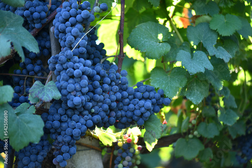 red wine grapes on vine in Galicia Spain photo