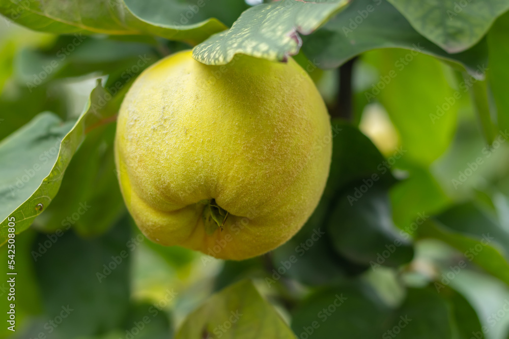 Ripe yellow quince fruits grow on quince tree with green foliage in autumn garden. Many ripe quinces, close up Ripe yellow quince fruits grow on quince tree with green foliage in autumn garden. Many ripe quinces, close up