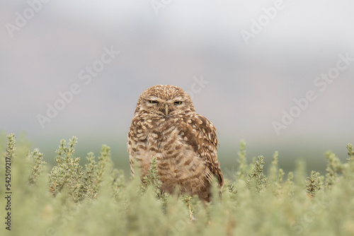 little owl taking sun on the plains
