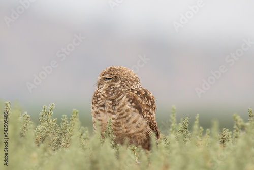 little owl taking sun on the plains