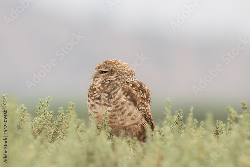 little owl taking sun on the plains