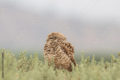 little owl taking sun on the plains