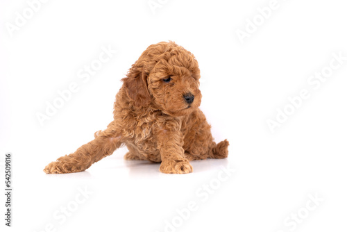  Toy Poodle puppy on a white background 