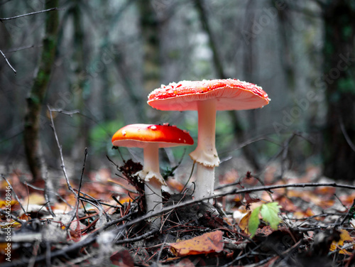Mushroom Fly agaric. Mushrooms in the autumn forest. Red fly agaric. Autumn mushrooms.