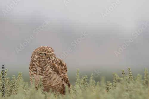 little owl taking sun on the plains