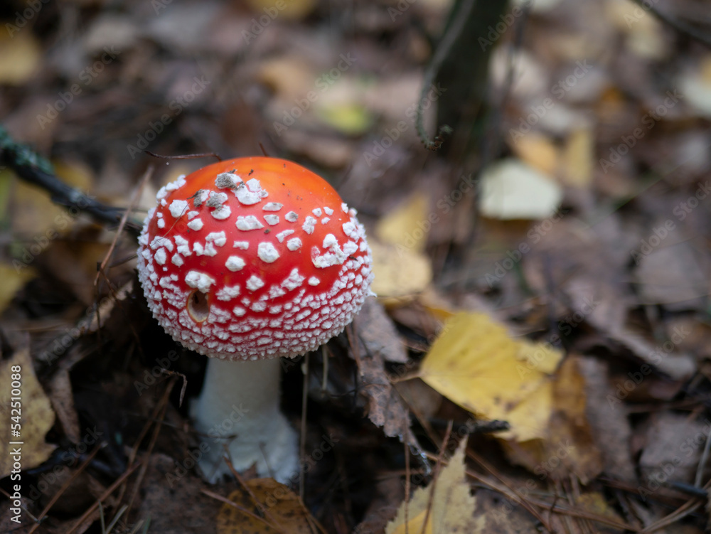 Mushroom Fly agaric. Mushrooms in the autumn forest. Red fly agaric. Autumn mushrooms. Mushroom Fly agaric. Mushrooms in the autumn forest. Red fly agaric. Autumn mushrooms.