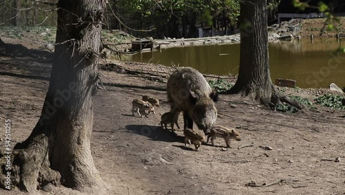 Wild boar - Sus scrofa - a female who leads small piglets.