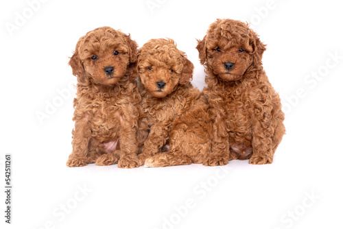 Three cute toy poodle puppies on a white background © nellas